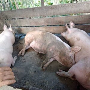 Curso Porcicultura Eficiente: Del nacimiento a la Venta de Engorde