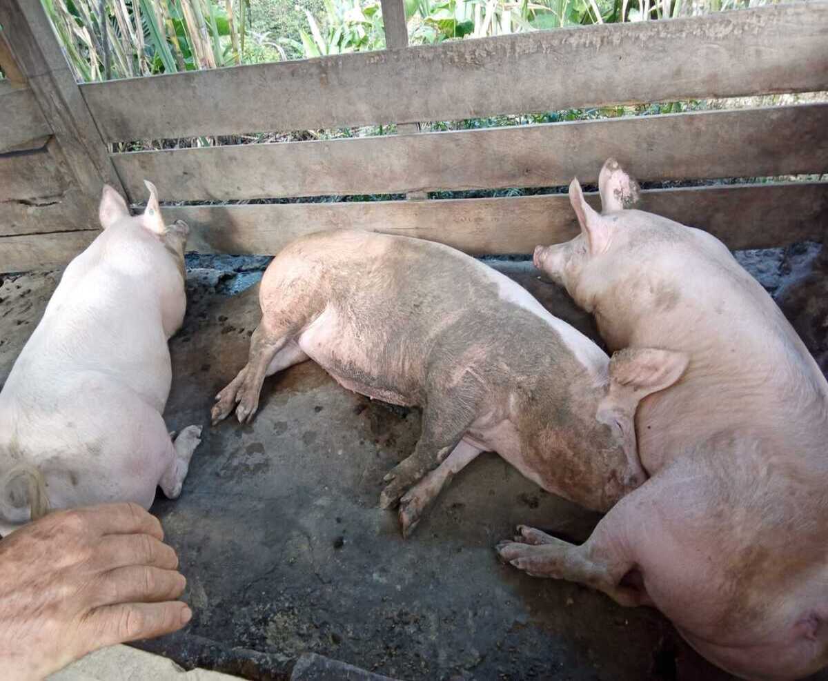 Curso Porcicultura Eficiente: Del nacimiento a la Venta de Engorde